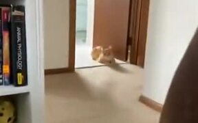 Cat Does A Sneak Attack! - Animals - VIDEOTIME.COM