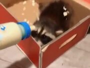 Raccoon Babies Are Feisty Little Creatures
