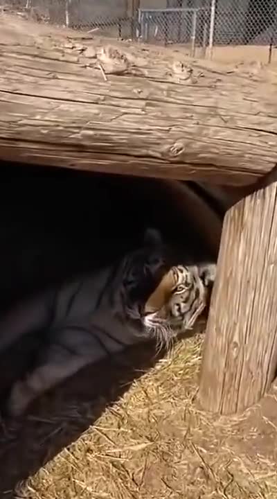 Tiger Hates Getting Up In The Morning