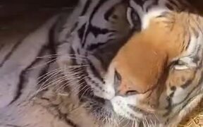 Tiger Hates Getting Up In The Morning