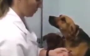 Exactly What Trust And Love Looks Like - Animals - VIDEOTIME.COM