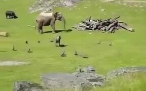 Baby Elephant Runs After Turkeys Like Little Kids - Animals - VIDEOTIME.COM
