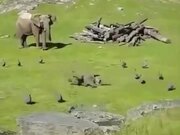 Baby Elephant Runs After Turkeys Like Little Kids