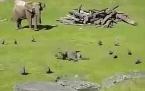 Baby Elephant Runs After Turkeys Like Little Kids - Animals - VIDEOTIME.COM