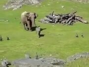 Baby Elephant Runs After Turkeys Like Little Kids