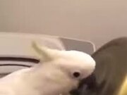 This Cockatoo Is A Master Percussionist!