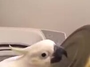 This Cockatoo Is A Master Percussionist!