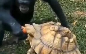 Adorable Chimpanzee Shares Food With Tortoise - Animals - VIDEOTIME.COM