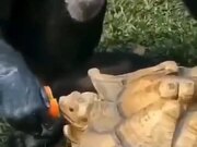 Adorable Chimpanzee Shares Food With Tortoise