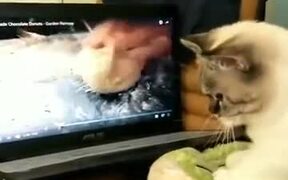 Cat's Taking Cooking Lessons From Chef Ramsay - Animals - VIDEOTIME.COM
