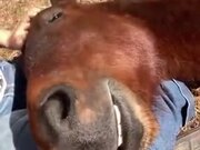 It's Illegal To Get Up When A Horse Sleeps