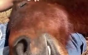 It's Illegal To Get Up When A Horse Sleeps - Animals - VIDEOTIME.COM