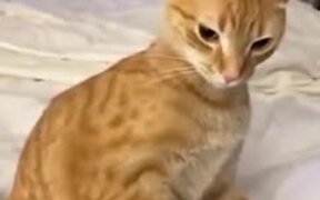 Catto Really Wants To Beat This Woman Up - Animals - VIDEOTIME.COM