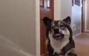 The Two Kinds Of Dogs Seen In One Frame - Animals - VIDEOTIME.COM
