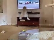 Who Loves Horse Racing? This Doggo Does!