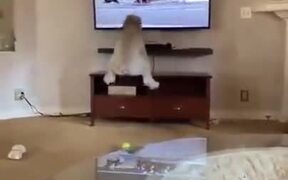 Who Loves Horse Racing? This Doggo Does! - Animals - VIDEOTIME.COM