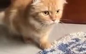 Cat's Movements Are So Controlled - Animals - VIDEOTIME.COM
