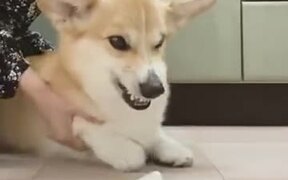 Angry Dogs Need Massages - Animals - VIDEOTIME.COM