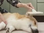 Angry Dogs Need Massages