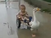 Hitching A Ride On Goose-Drawn Cart
