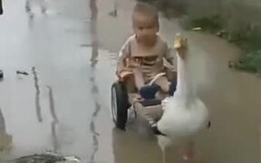Hitching A Ride On Goose-Drawn Cart - Animals - VIDEOTIME.COM