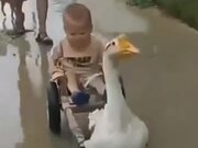 Hitching A Ride On Goose-Drawn Cart