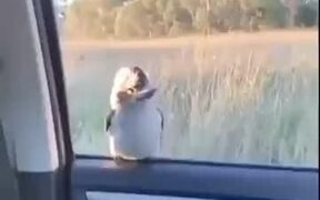 Bird Goes Up And Down On The Car Window - Animals - VIDEOTIME.COM