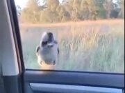 Bird Goes Up And Down On The Car Window