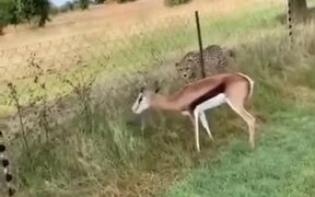 Gazelle Understands The Fence Will Protect It