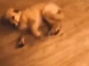 Puppy Gets 'Shot' And Plays Dead