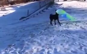 Intelligent Dog Goes Snowboarding By Itself - Animals - VIDEOTIME.COM
