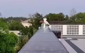 Cockatoo Does The Tippy Toes On The Balcony - Animals - VIDEOTIME.COM