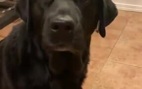 Cutie Labrador Is Always Up For Food - Animals - VIDEOTIME.COM