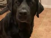 Cutie Labrador Is Always Up For Food