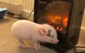When The Bacon Cooks Itself - Animals - VIDEOTIME.COM