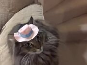 Cat Did Not Like The Hat