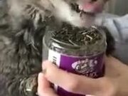 This Cat Is Absolutely Addicted To Catnip