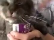 This Cat Is Absolutely Addicted To Catnip