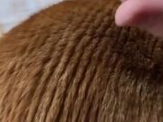 Combing Cat's Fur Makes It Look Like A Rice Field