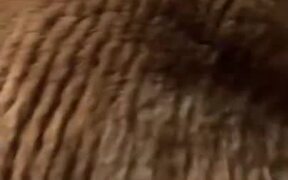 Combing Cat's Fur Makes It Look Like A Rice Field - Animals - VIDEOTIME.COM