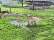 Dog With Disability Finds A Puddle