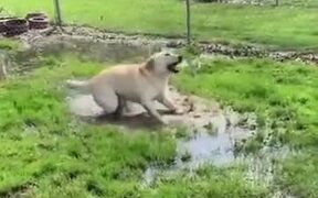 Dog With Disability Finds A Puddle - Animals - VIDEOTIME.COM