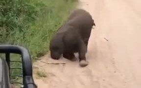 Cute Baby Elephant Plays Around Of Safari Visitors - Animals - VIDEOTIME.COM