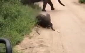 Cute Baby Elephant Plays Around Of Safari Visitors - Animals - VIDEOTIME.COM