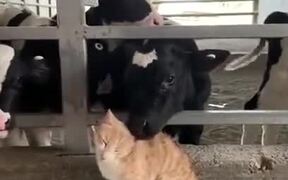 This Catto Is The Chosen One - Animals - VIDEOTIME.COM