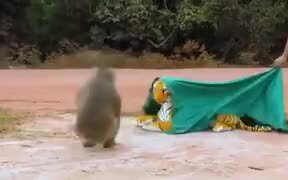 Monkey Literally Just Got A Heart Attack - Animals - VIDEOTIME.COM