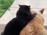 Beautiful Love Story Of A Cat And Dog
