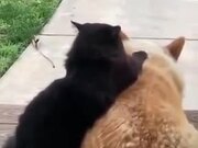 Beautiful Love Story Of A Cat And Dog