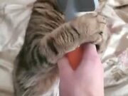 Cat Loves Getting Brushed