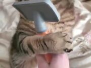 Cat Loves Getting Brushed